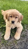 Zoey, a female Golden Retriever for sale in Shelton, CT – Photo 1 of 4