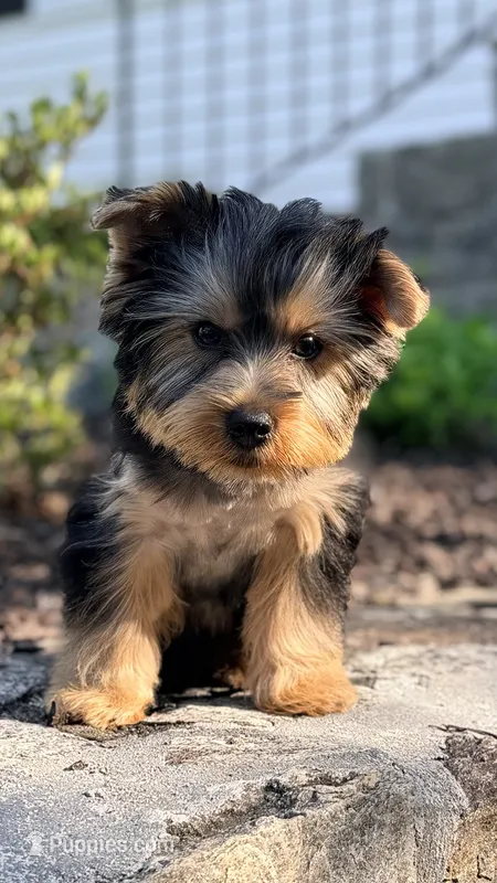 Otto – Yorkshire Terrier puppy for sale in Shelton, CT