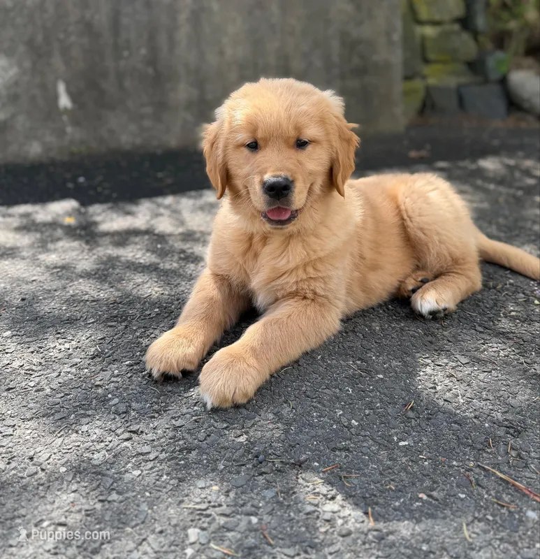 Marley  – Golden Retriever puppy for sale in Shelton, CT
