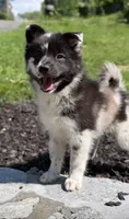 Phantom , a female Pomsky for sale in Shelton, CT – 2 of 2
