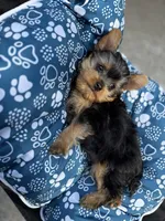 Ernest teacup, a male Yorkshire Terrier for sale in Shelton, CT – 3 of 3