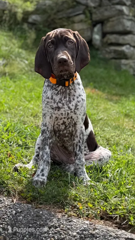 Gunner – German Shorthaired Pointer puppy for sale in Shelton, CT