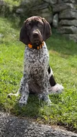 Gunner, a male German Shorthaired Pointer for sale in Shelton, CT – 1 of 3