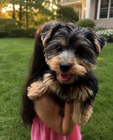 Otto, a male Yorkshire Terrier for sale in Shelton, CT – 2 of 2