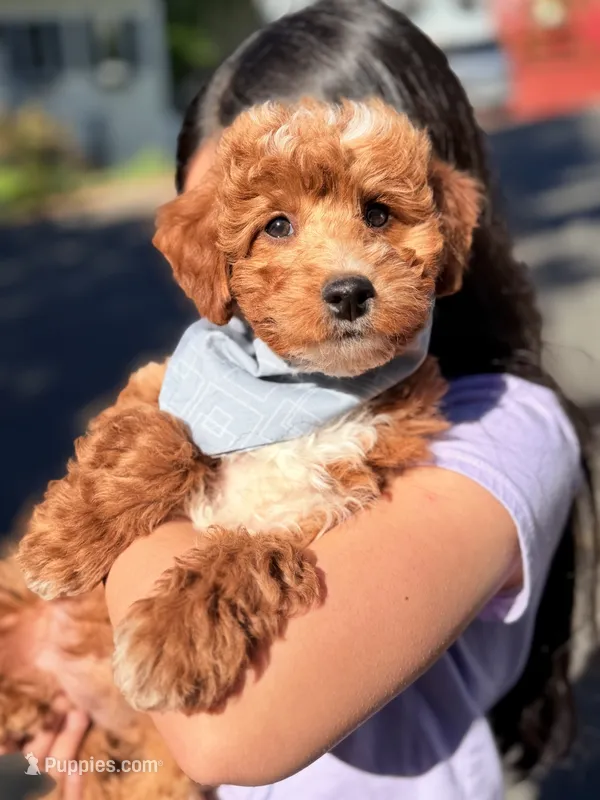 Mazy (Mini) – Irish Doodle puppy for sale in Shelton, CT