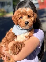 Mazy (Mini), a female Irish Doodle for sale in Shelton, CT – 1 of 4