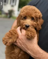 Bella, a female Poodle - Miniature  for sale in Shelton, CT – 1 of 3
