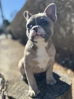 Stella, a female French Bulldog for sale in Shelton, CT – Photo 2 of 3