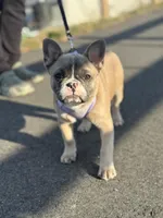 Stella, a female French Bulldog for sale in Shelton, CT – Photo 3 of 3