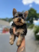 Ernest teacup, a male Yorkshire Terrier for sale in Shelton, CT – 2 of 3