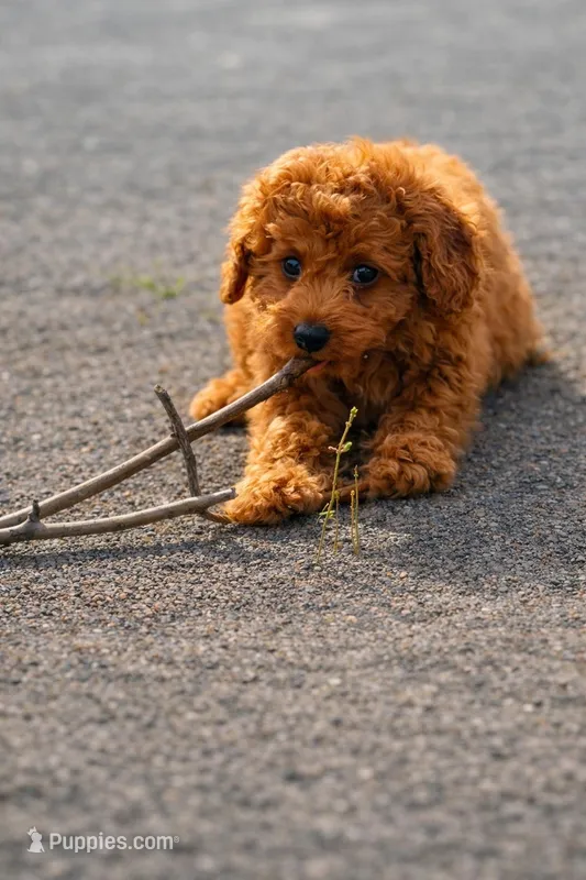 Demi  – Poodle - Miniature  puppy for sale in Shelton, CT