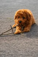 Demi , a female Poodle - Miniature  for sale in Shelton, CT – Photo 4 of 5