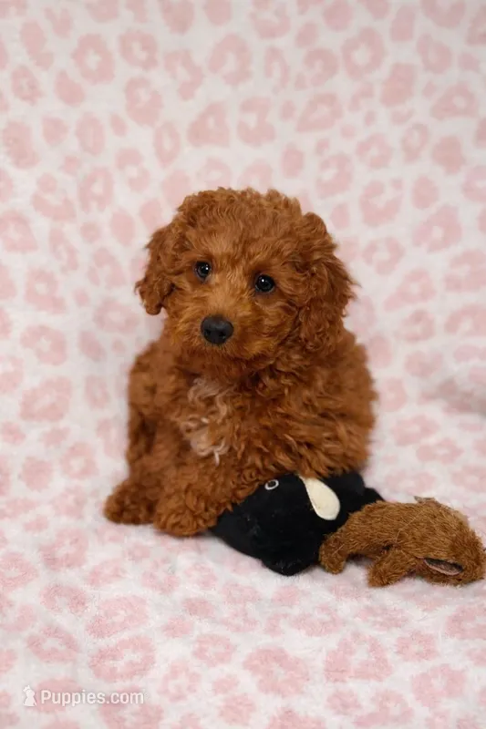 Demi  – Poodle - Miniature  puppy for sale in Shelton, CT