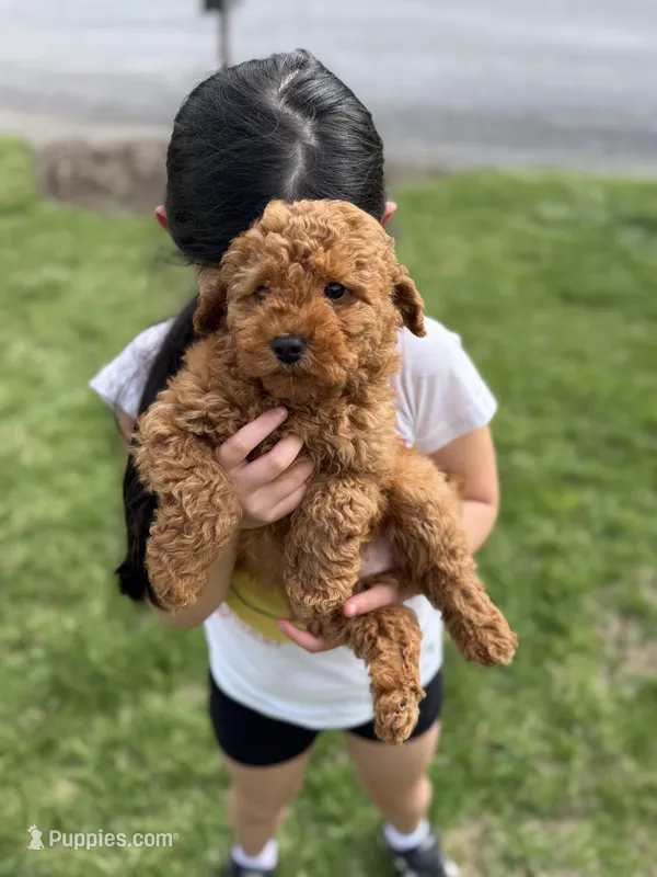 Demi  – Poodle - Miniature  puppy for sale in Shelton, CT