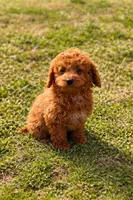 Demi , a female Poodle - Miniature  for sale in Shelton, CT – Photo 2 of 5