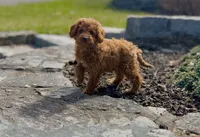Demi , a female Poodle - Miniature  for sale in Shelton, CT – Photo 5 of 5