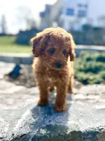 Demi , a female Poodle - Miniature  for sale in Shelton, CT – Photo 3 of 5
