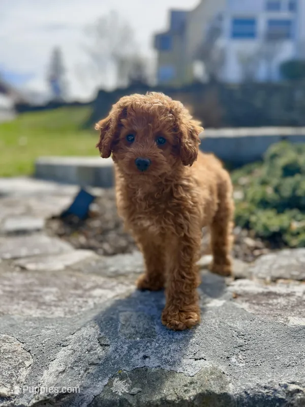 Demi  – Poodle - Miniature  puppy for sale in Shelton, CT