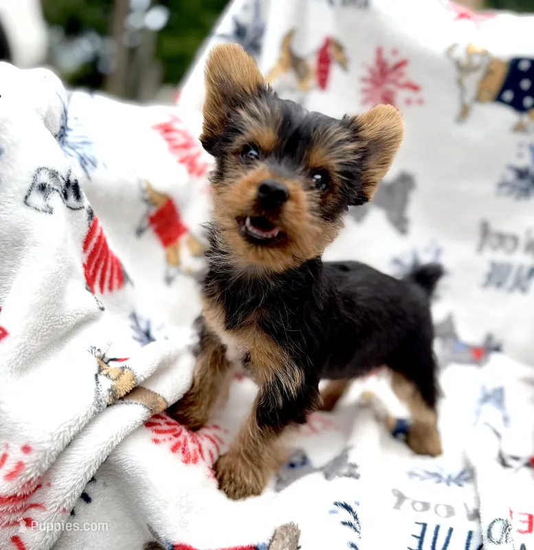 Taco ( teacup) – Yorkshire Terrier puppy for sale in Shelton, CT