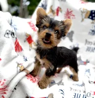 Taco ( teacup), a male Yorkshire Terrier for sale in Shelton, CT – 1 of 3