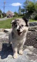 Rune, a female Pomsky for sale in Shelton, CT – 2 of 2