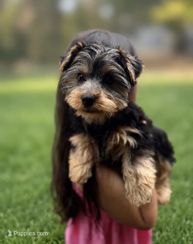 Otto – Yorkshire Terrier puppy for sale in Shelton, CT