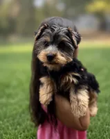 Otto, a male Yorkshire Terrier for sale in Shelton, CT – 1 of 2