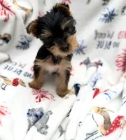 Beans (teacup), a female Yorkshire Terrier for sale in Shelton, CT – 1 of 3