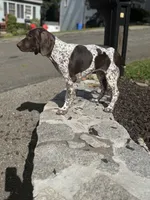 Gunner, a male German Shorthaired Pointer for sale in Shelton, CT – 3 of 3