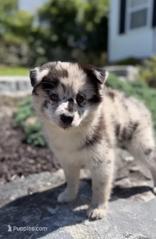 Rune – Pomsky puppy for sale in Shelton, CT