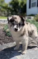 Rune, a female Pomsky for sale in Shelton, CT – 1 of 2