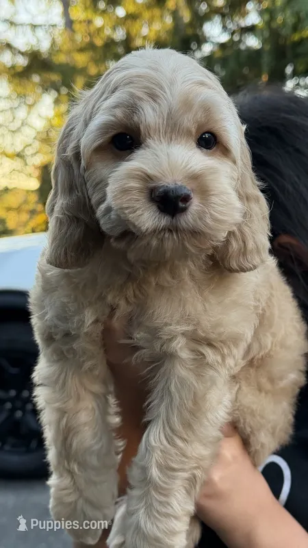 Chloe – Cockapoo puppy for sale in Shelton, CT