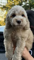 Chloe, a female Cockapoo for sale in Shelton, CT – 1 of 2