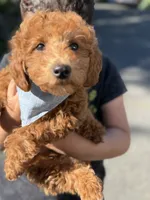 Alex (Mini) , a male Irish Doodle for sale in Shelton, CT – 3 of 3