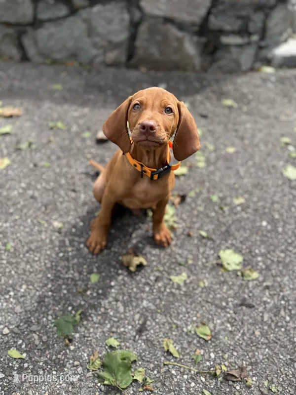 TUCKER – Vizsla puppy for sale in Shelton, CT