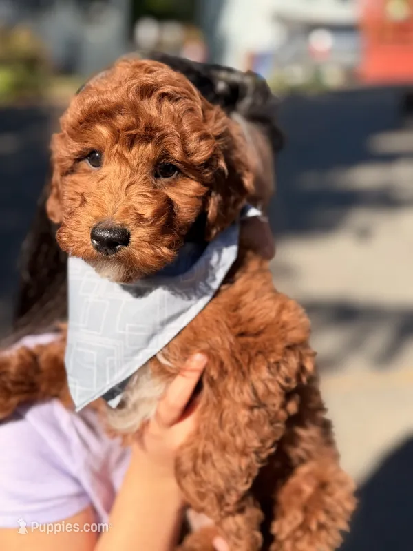 Ben (Mini)  – Irish Doodle puppy for sale in Shelton, CT