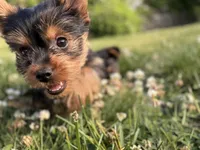 Taco ( teacup), a male Yorkshire Terrier for sale in Shelton, CT – 2 of 3