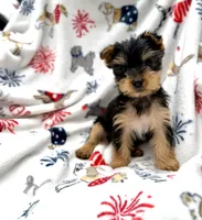 Beans (teacup), a female Yorkshire Terrier for sale in Shelton, CT – 2 of 3