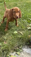 TUCKER, a male Vizsla for sale in Shelton, CT – 2 of 3