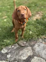 TUCKER, a male Vizsla for sale in Shelton, CT – 3 of 3