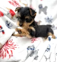 Beans (teacup), a female Yorkshire Terrier for sale in Shelton, CT – 3 of 3