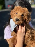 Alex (Mini) , a male Irish Doodle for sale in Shelton, CT – 2 of 3