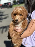 Mazy (Mini), a female Irish Doodle for sale in Shelton, CT – 2 of 4