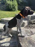 Gunner, a male German Shorthaired Pointer for sale in Shelton, CT – 2 of 3
