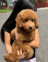Bella, a female Poodle - Miniature  for sale in Shelton, CT – 3 of 3