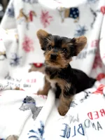 Taco ( teacup), a male Yorkshire Terrier for sale in Shelton, CT – 3 of 3
