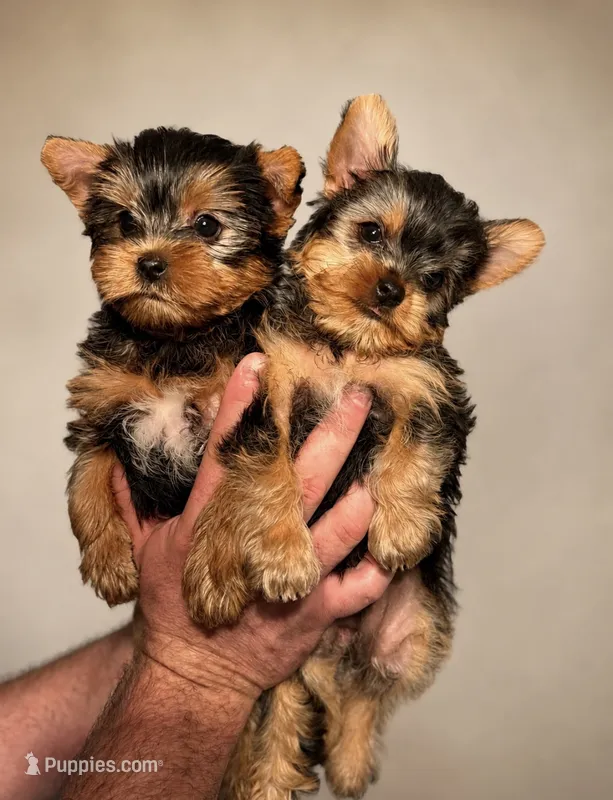 Jack teacup – Yorkshire Terrier puppy for sale in Shelton, CT