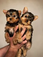Jack teacup, a male Yorkshire Terrier for sale in Shelton, CT – 1 of 2