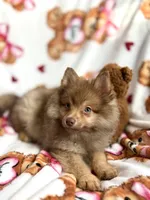 Apollo, a male Pomeranian for sale in Shelton, CT – Photo 3 of 4