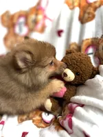 Apollo, a male Pomeranian for sale in Shelton, CT – Photo 2 of 4